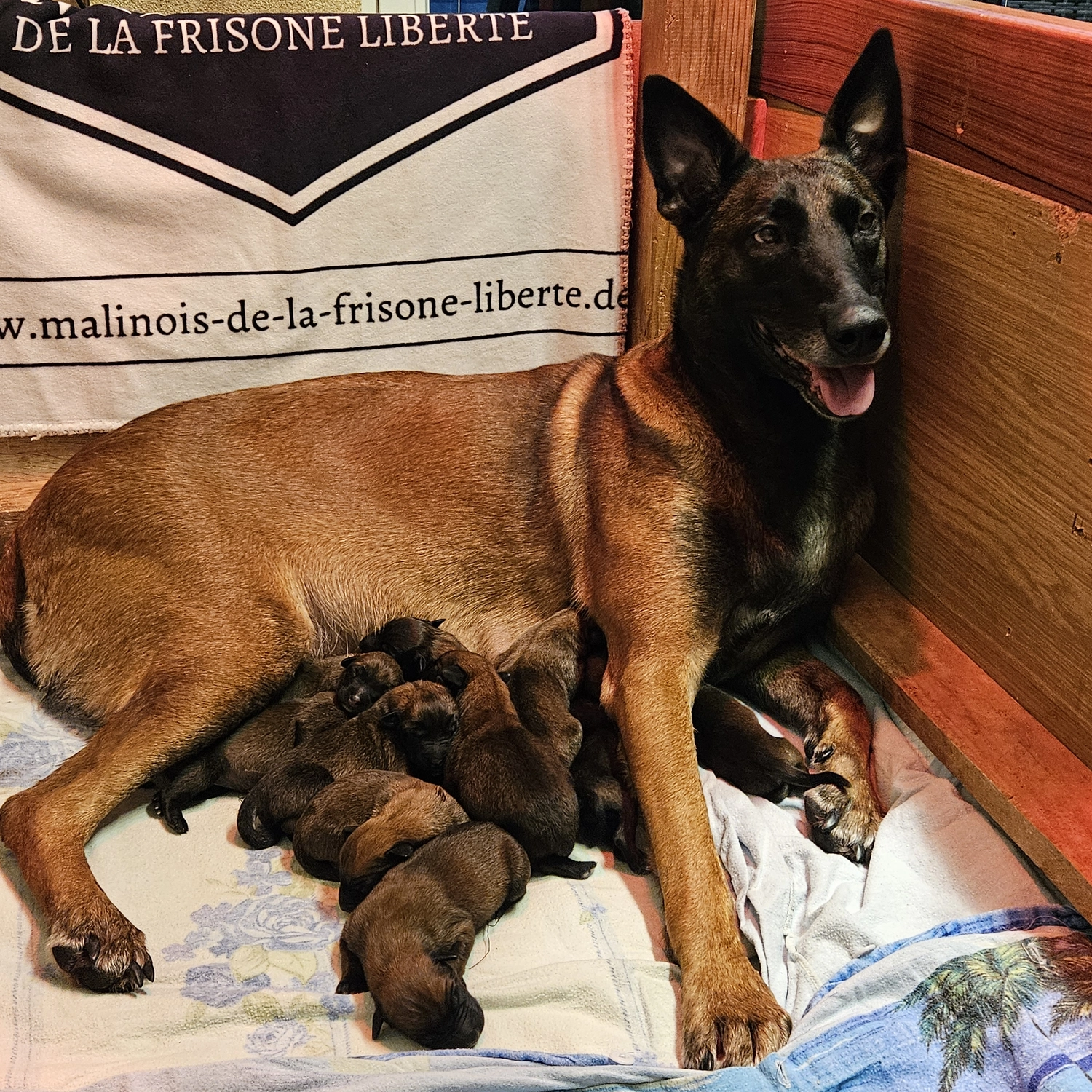 Malinois de la Frisone Liberte - Hundezucht - Hund mit Welpen