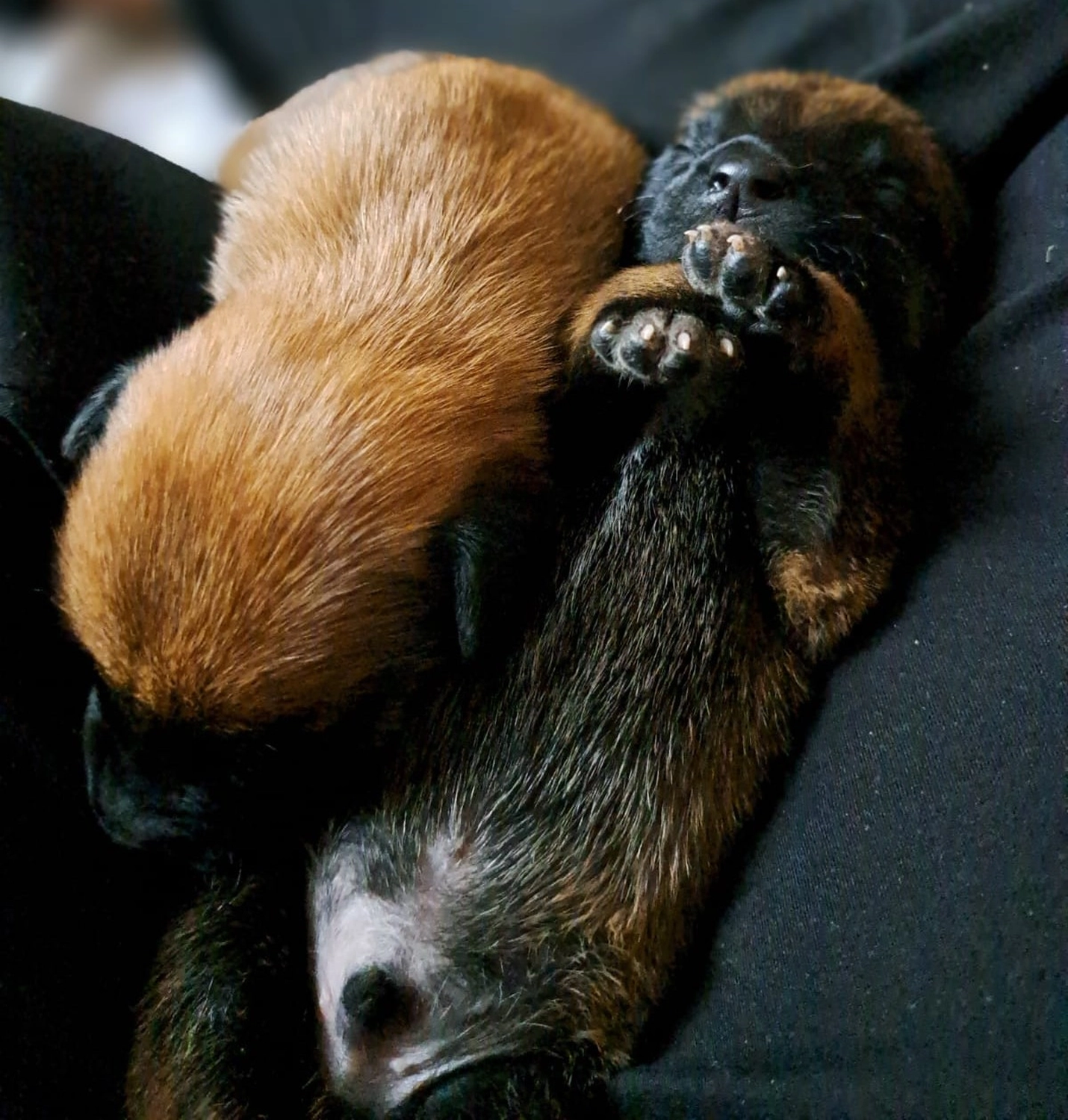 Malinois de la Frisone Liberte - Hundezucht - Welpen