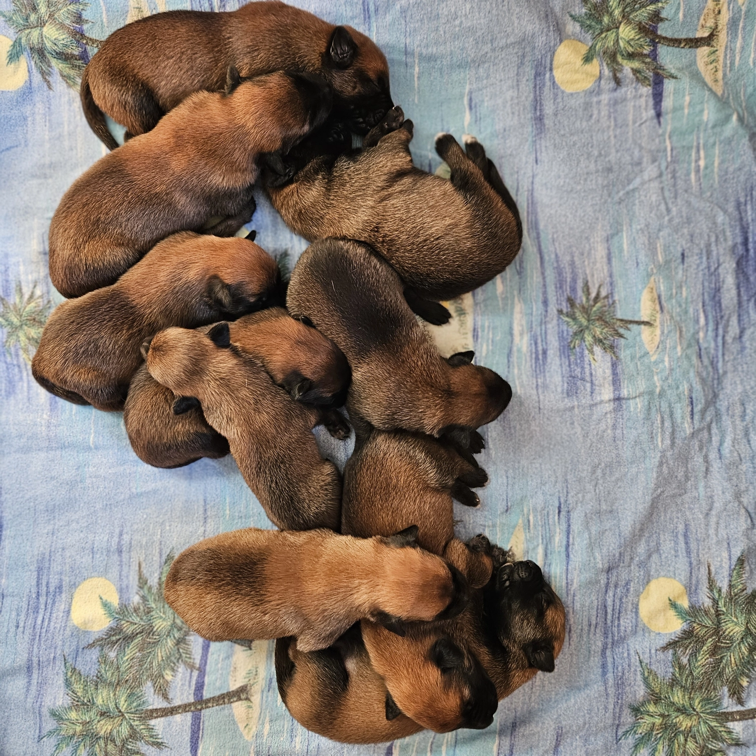 Malinois de la Frisone Liberte - Hundezucht - Welpen