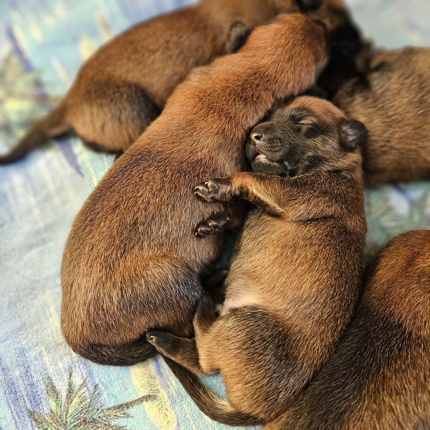 Malinois de la Frisone Liberte - Hundezucht - Welpen