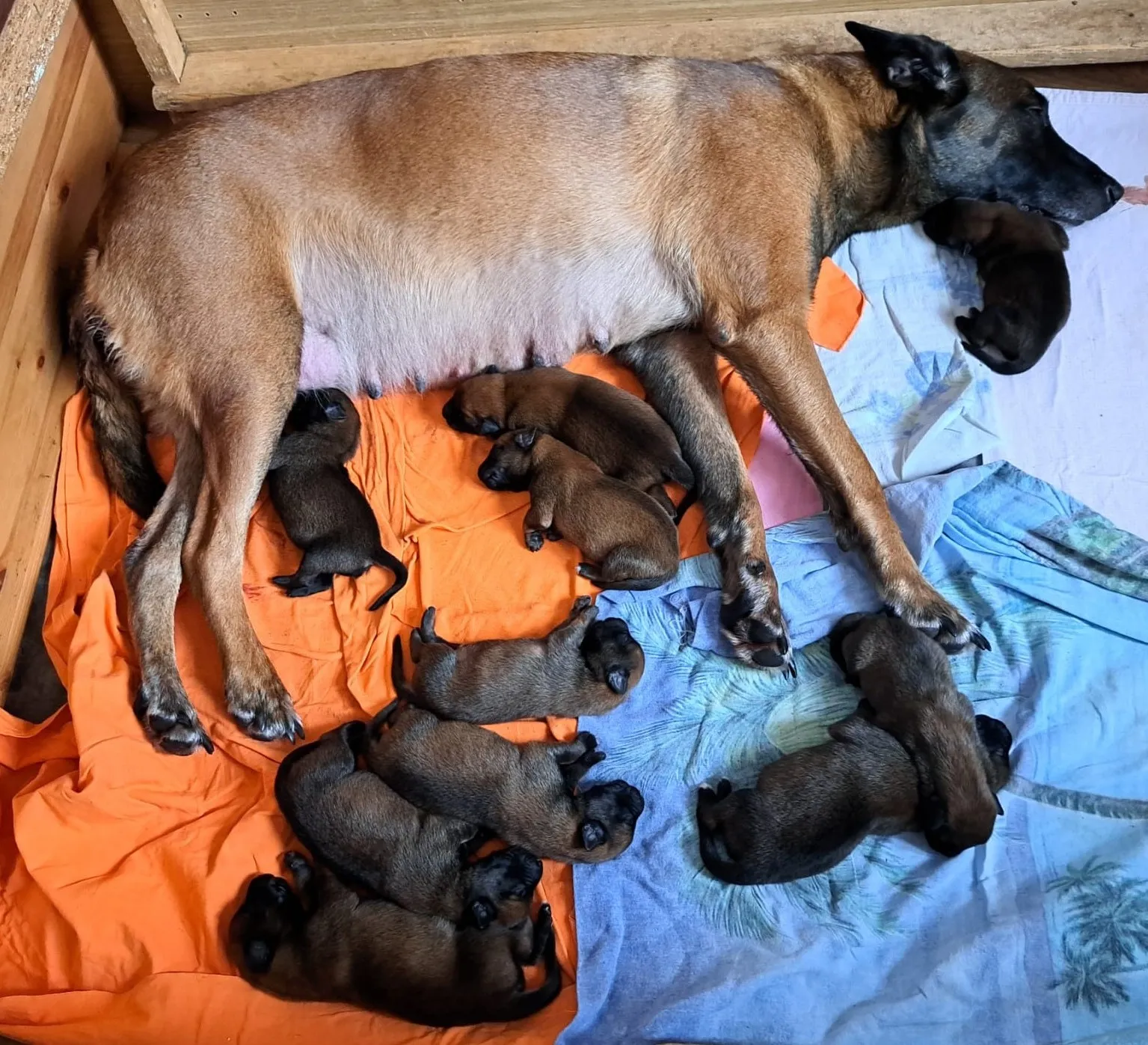 Malinois de la Frisone Liberte - Hundezucht - Welpen