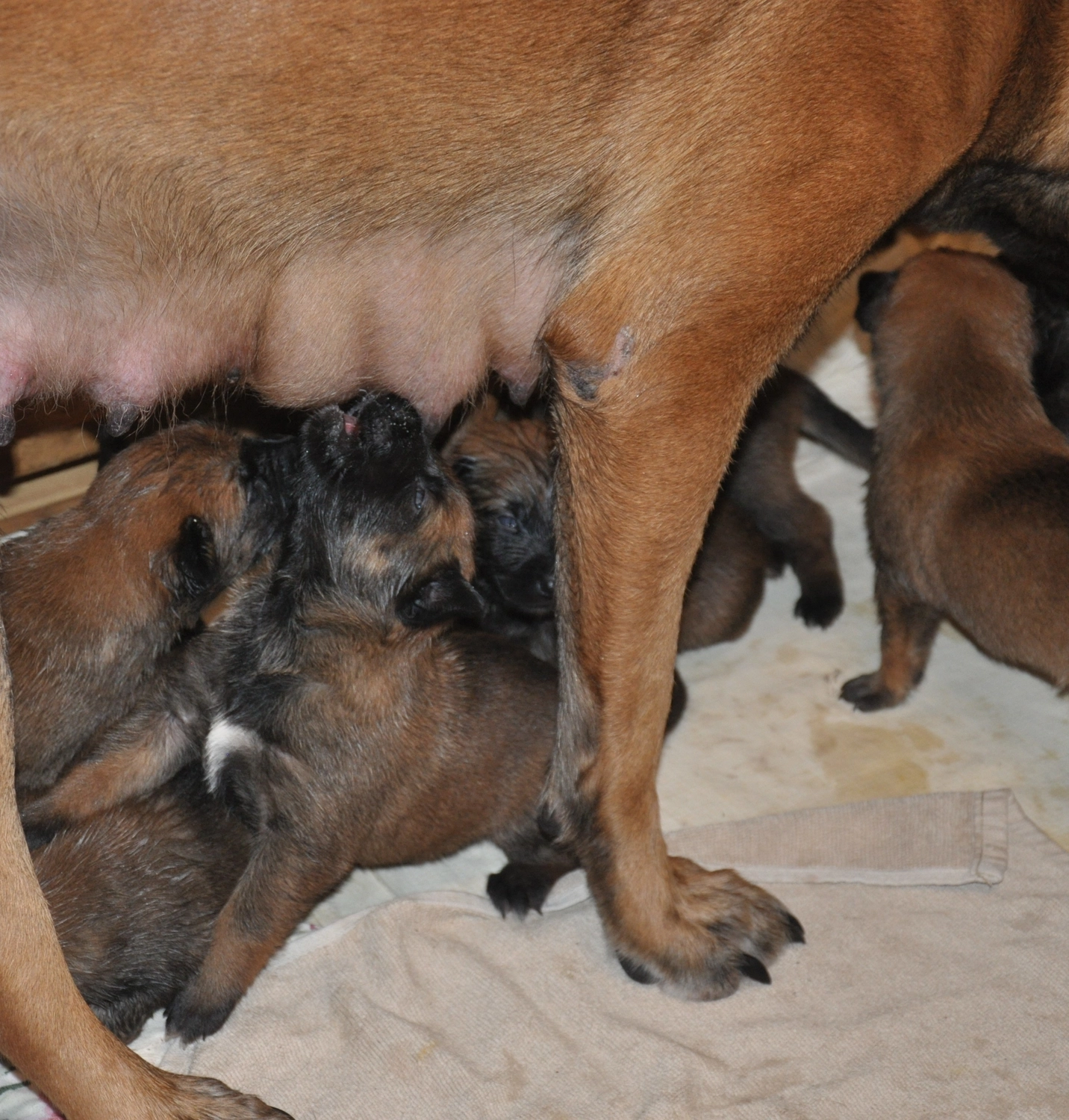 Malinois de la Frisone Liberte - Hundezucht - Welpen