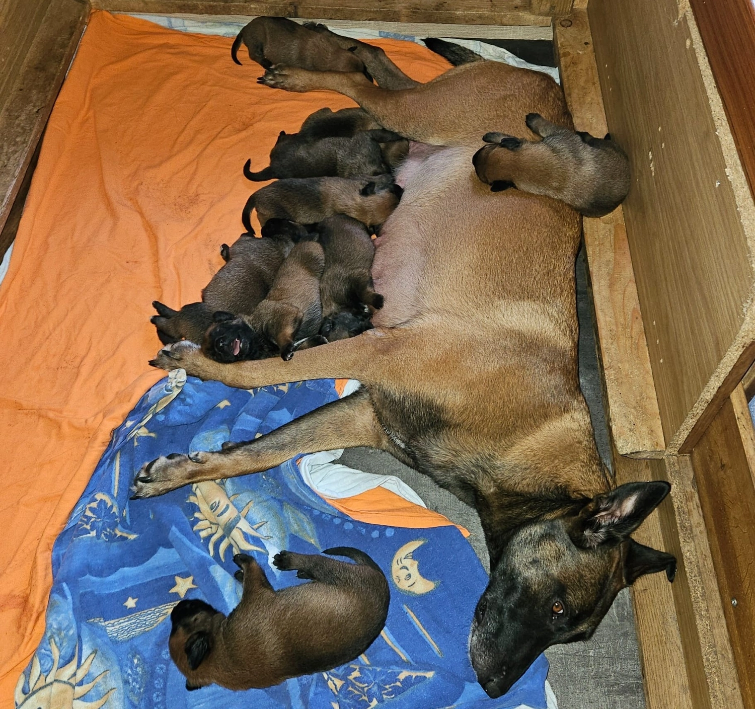 Malinois de la Frisone Liberte - Hundezucht - Welpen