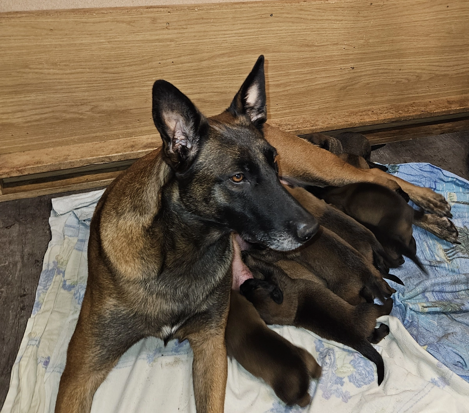 Malinois de la Frisone Liberte - Hundezucht - Welpen