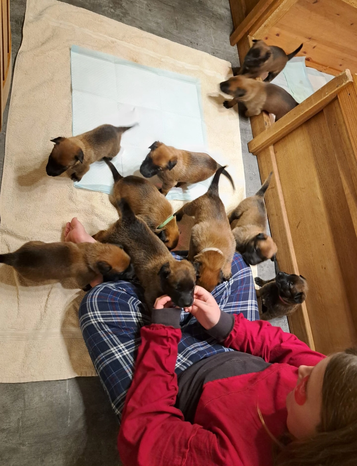 Malinois de la Frisone Liberte - Hundezucht - Welpen