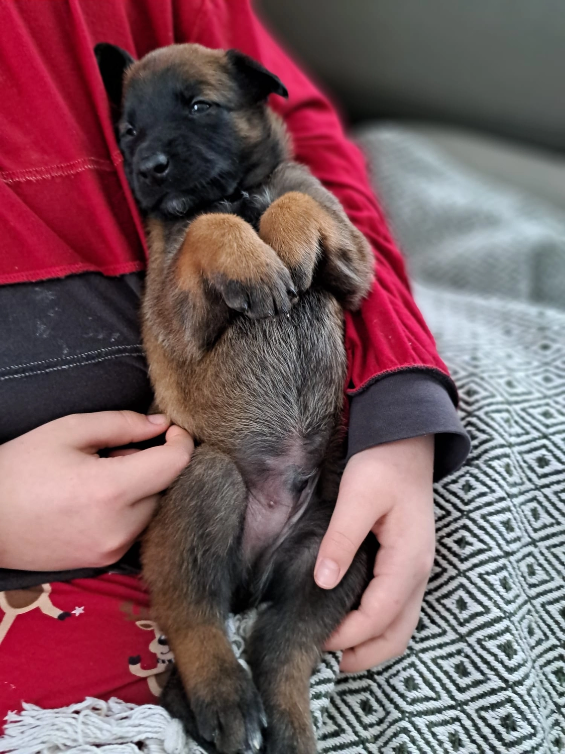 Malinois de la Frisone Liberte - Hundezucht - Welpen