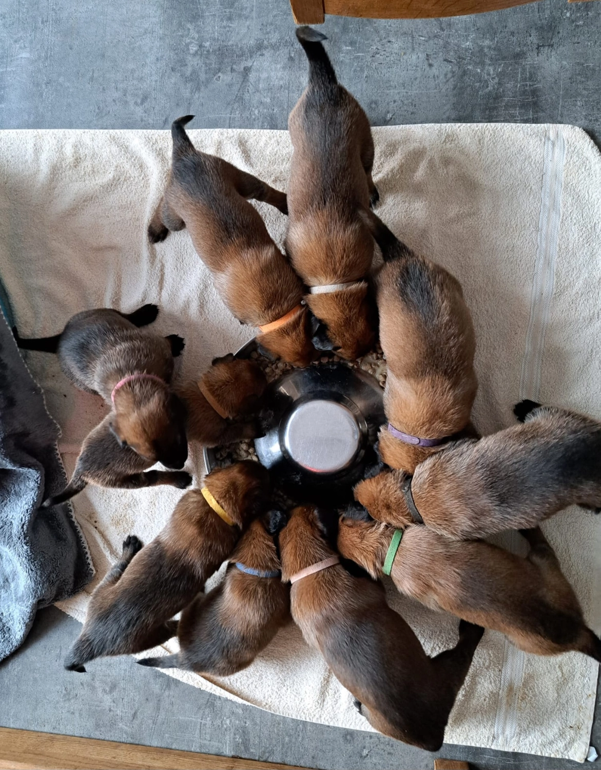 Malinois de la Frisone Liberte - Hundezucht - Welpen