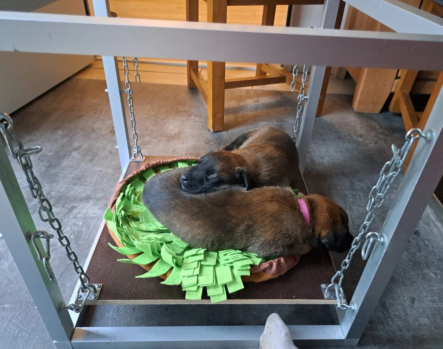 Malinois de la Frisone Liberte - Hundezucht - Welpen