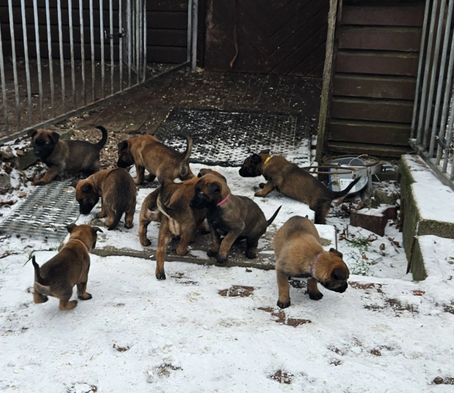 Malinois de la Frisone Liberte - Hundezucht - Welpen