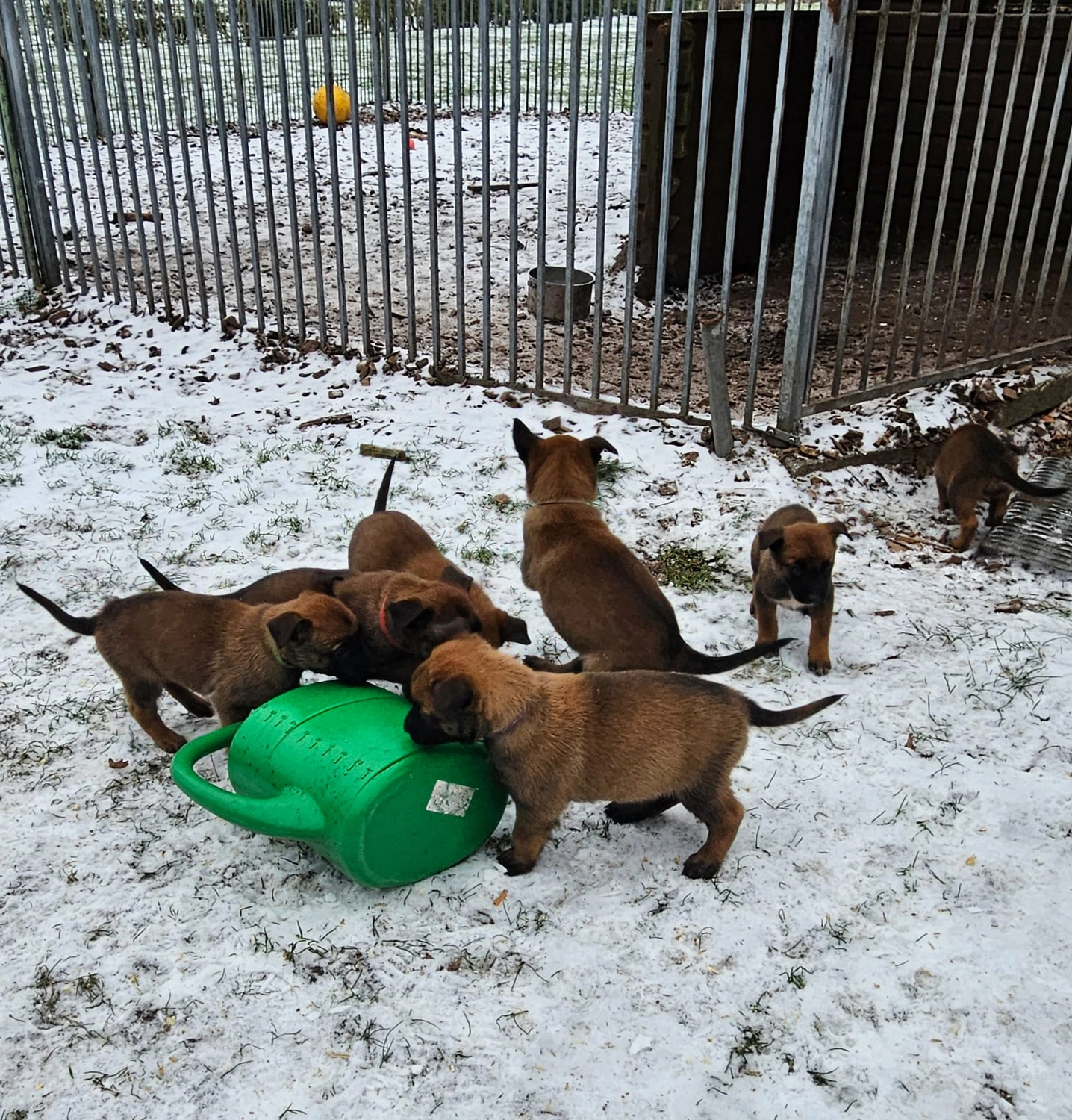 Malinois de la Frisone Liberte - Hundezucht - Welpen