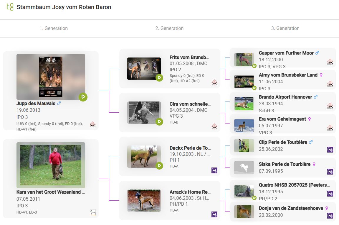 Malinois de la Frisone Liberte - Hundezucht - Hundeprofil