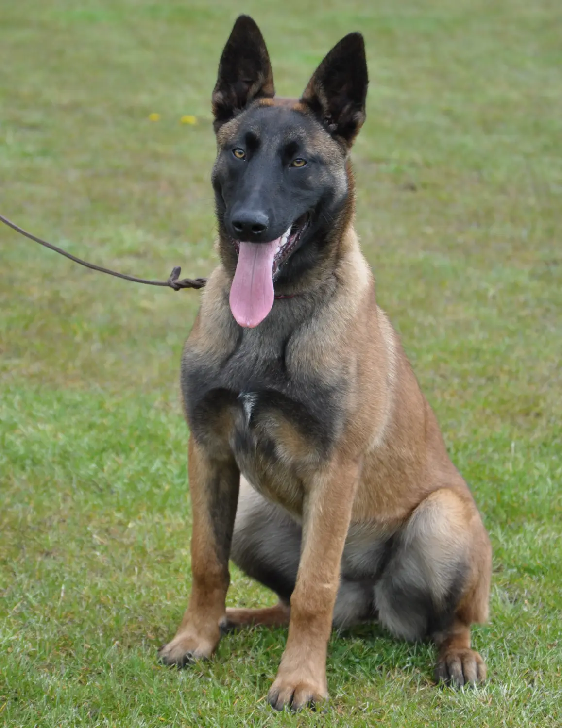 Malinois de la Frisone Liberte - Hundezucht - Hund spielt im Grünen