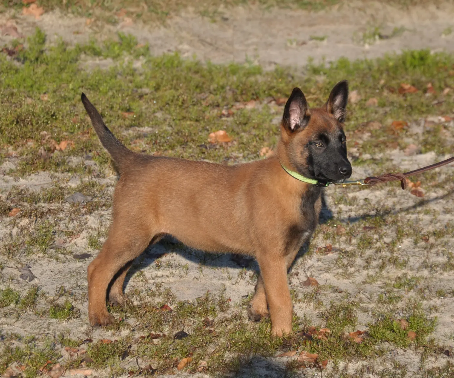Malinois de la Frisone Liberte - Hundezucht - Hund spielt im Grünen