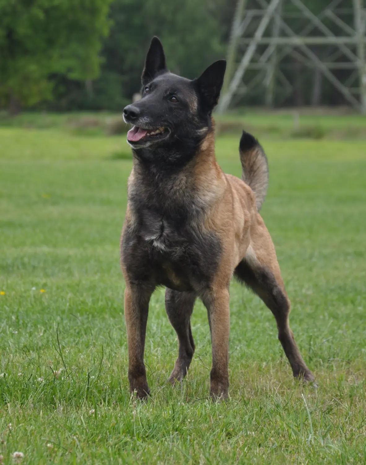 Malinois de la Frisone Liberte - Hundezucht - Hund spielt im Grünen