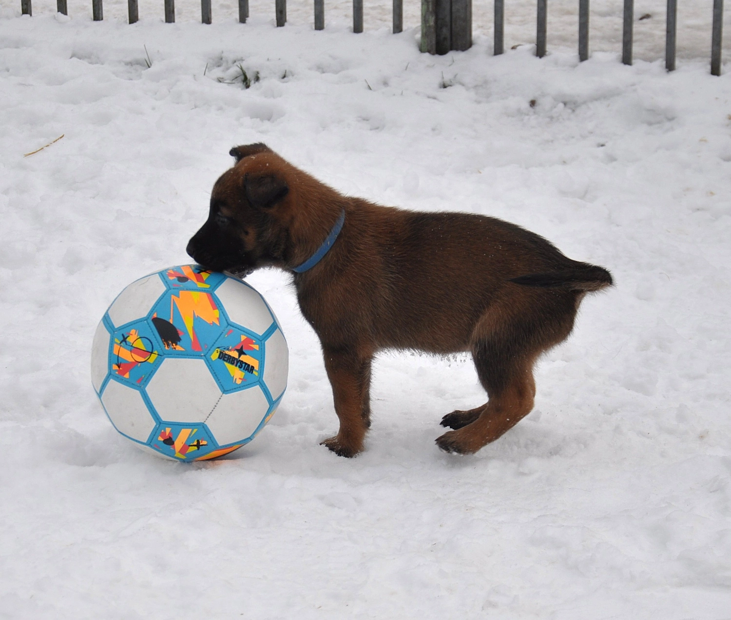 Malinois de la Frisone Liberte - Hundezucht - Welpen