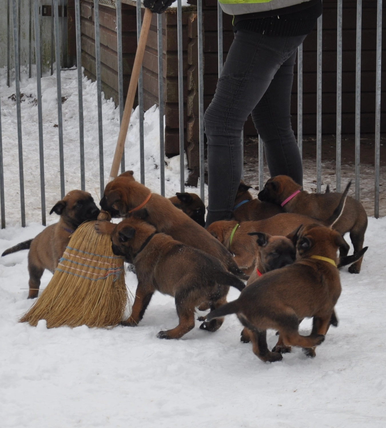 Malinois de la Frisone Liberte - Hundezucht - Welpen