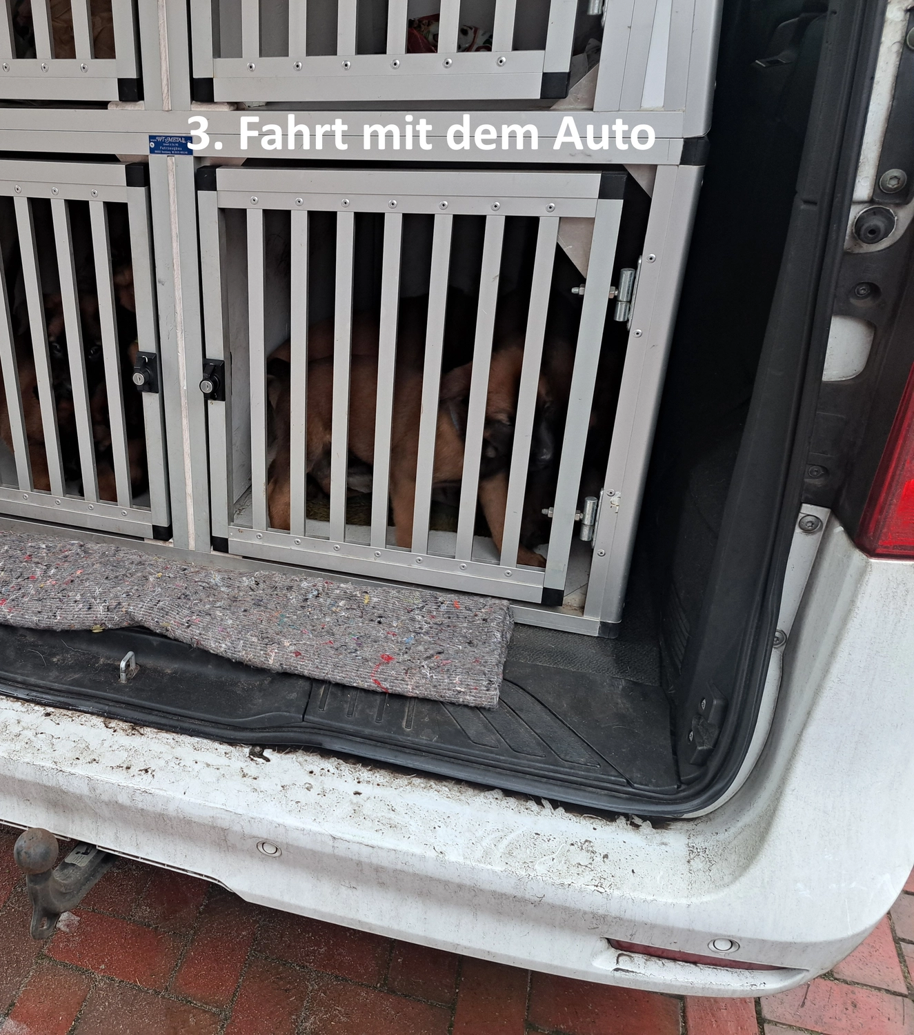 Malinois de la Frisone Liberte - Hundezucht - Welpen