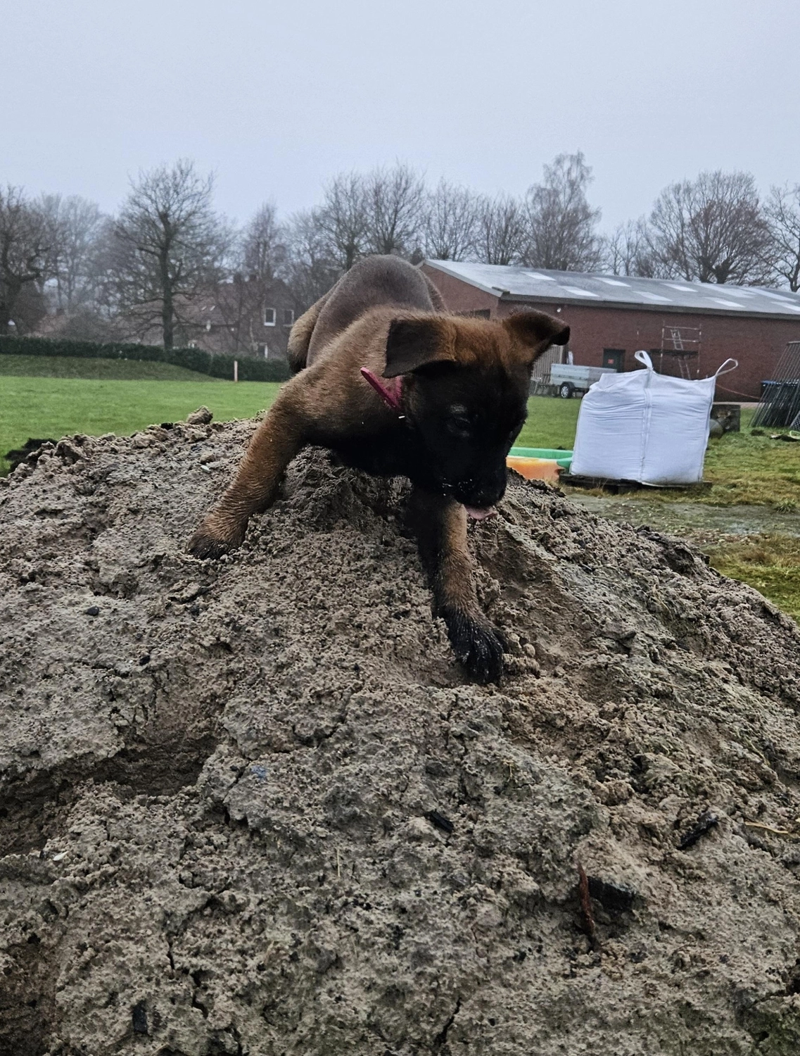 Malinois de la Frisone Liberte - Hundezucht - Welpen