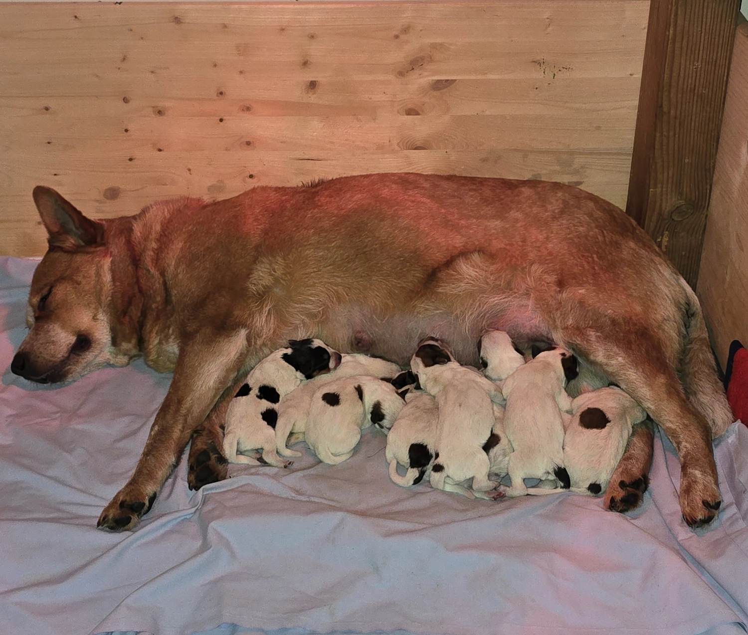 Malinois de la Frisone Liberte - Hundezucht - Welpen