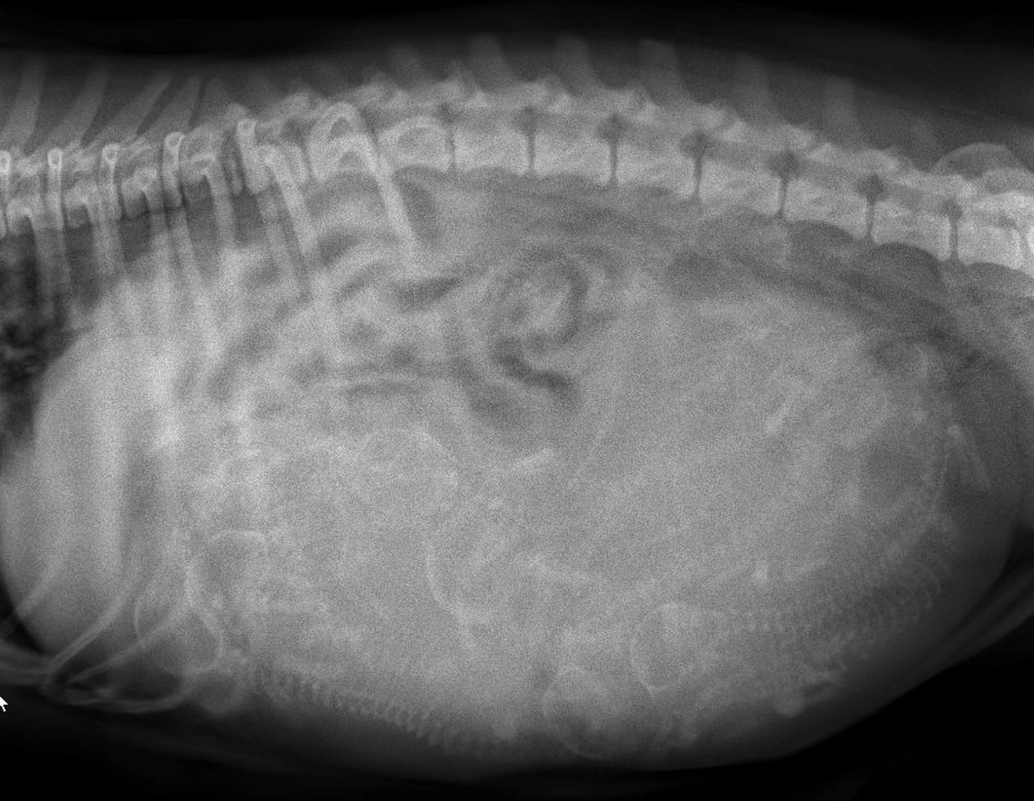 Malinois de la Frisone Liberte - Hundezucht - Hund mit Welpen