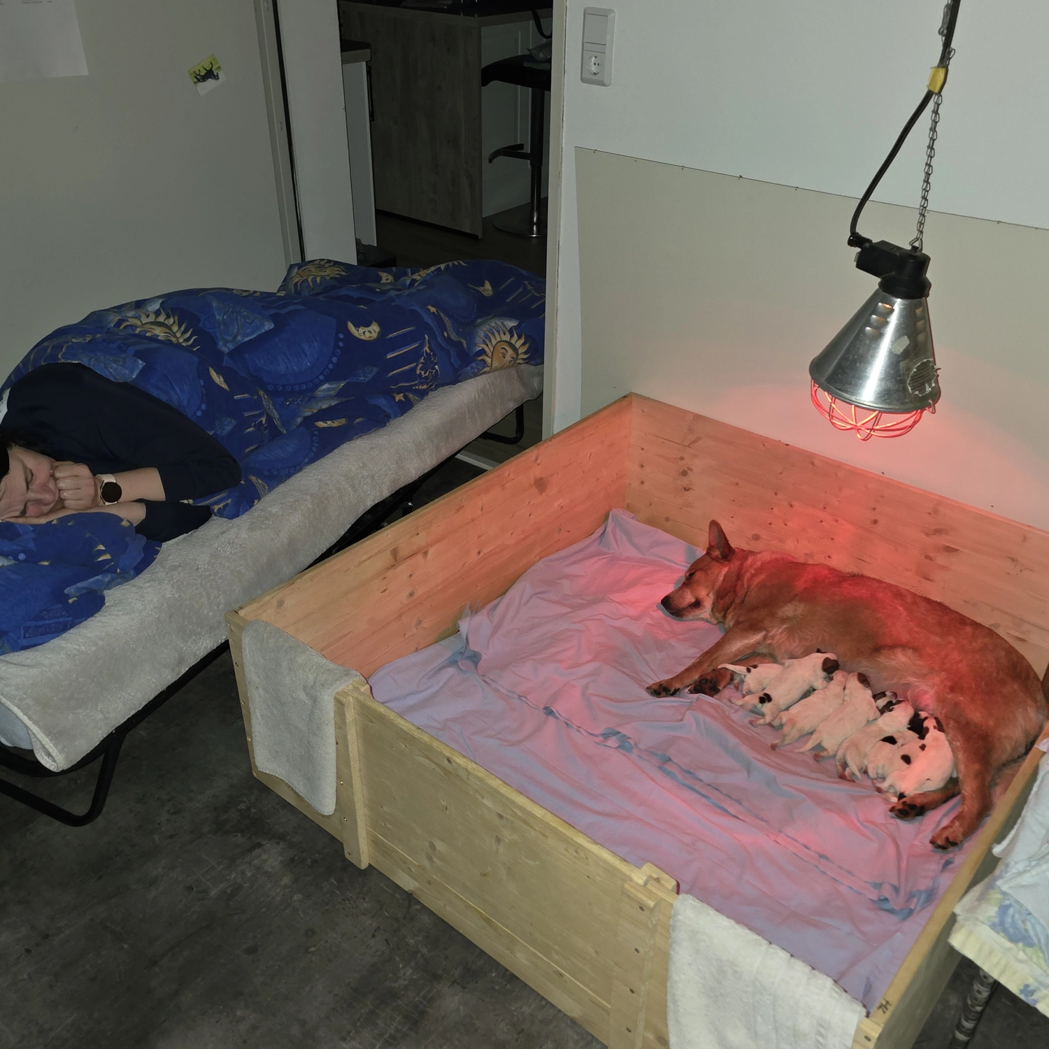 Malinois de la Frisone Liberte - Hundezucht - Hund mit Welpen