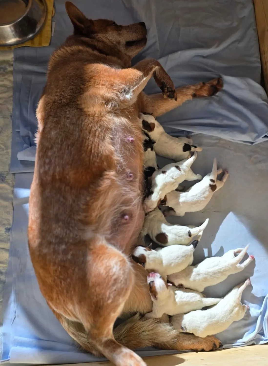 Malinois de la Frisone Liberte - Hundezucht - Welpen