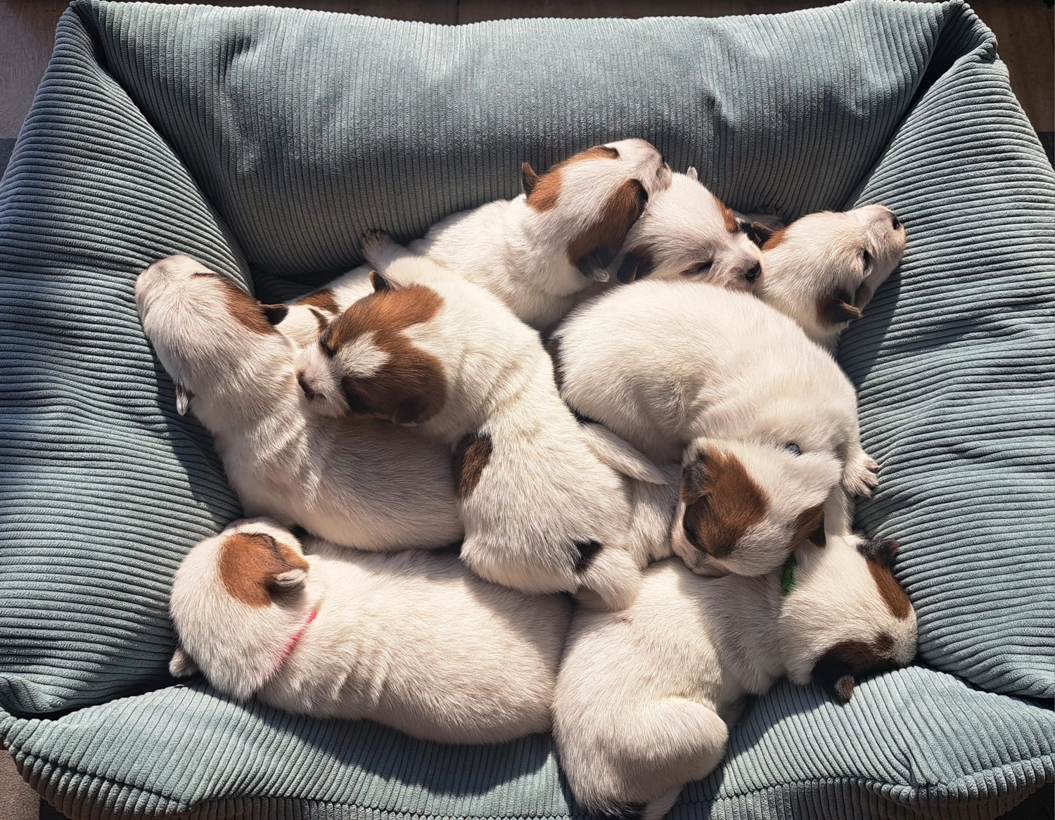 Malinois de la Frisone Liberte - Hundezucht - Welpen