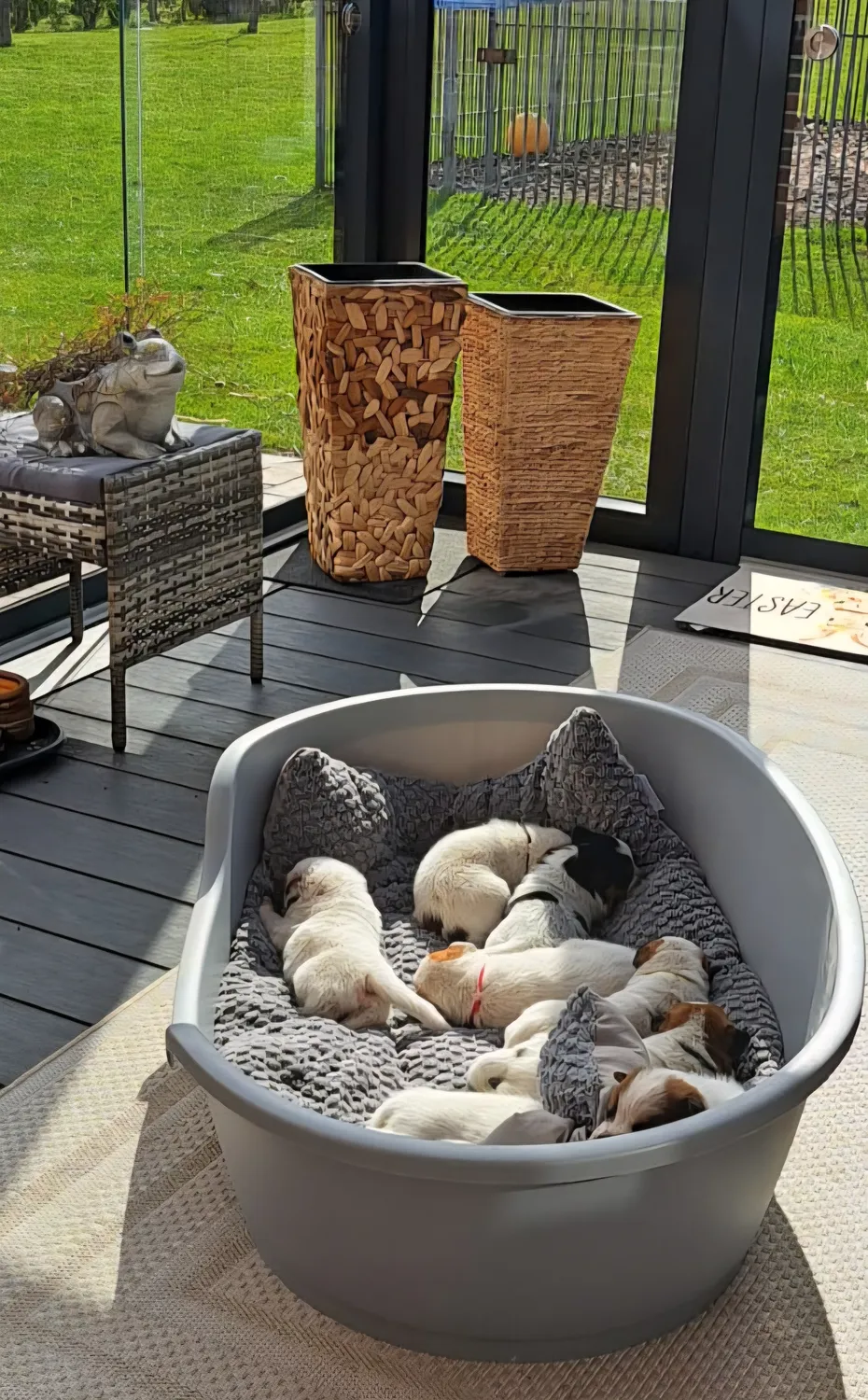 Malinois de la Frisone Liberte - Hundezucht - Welpen