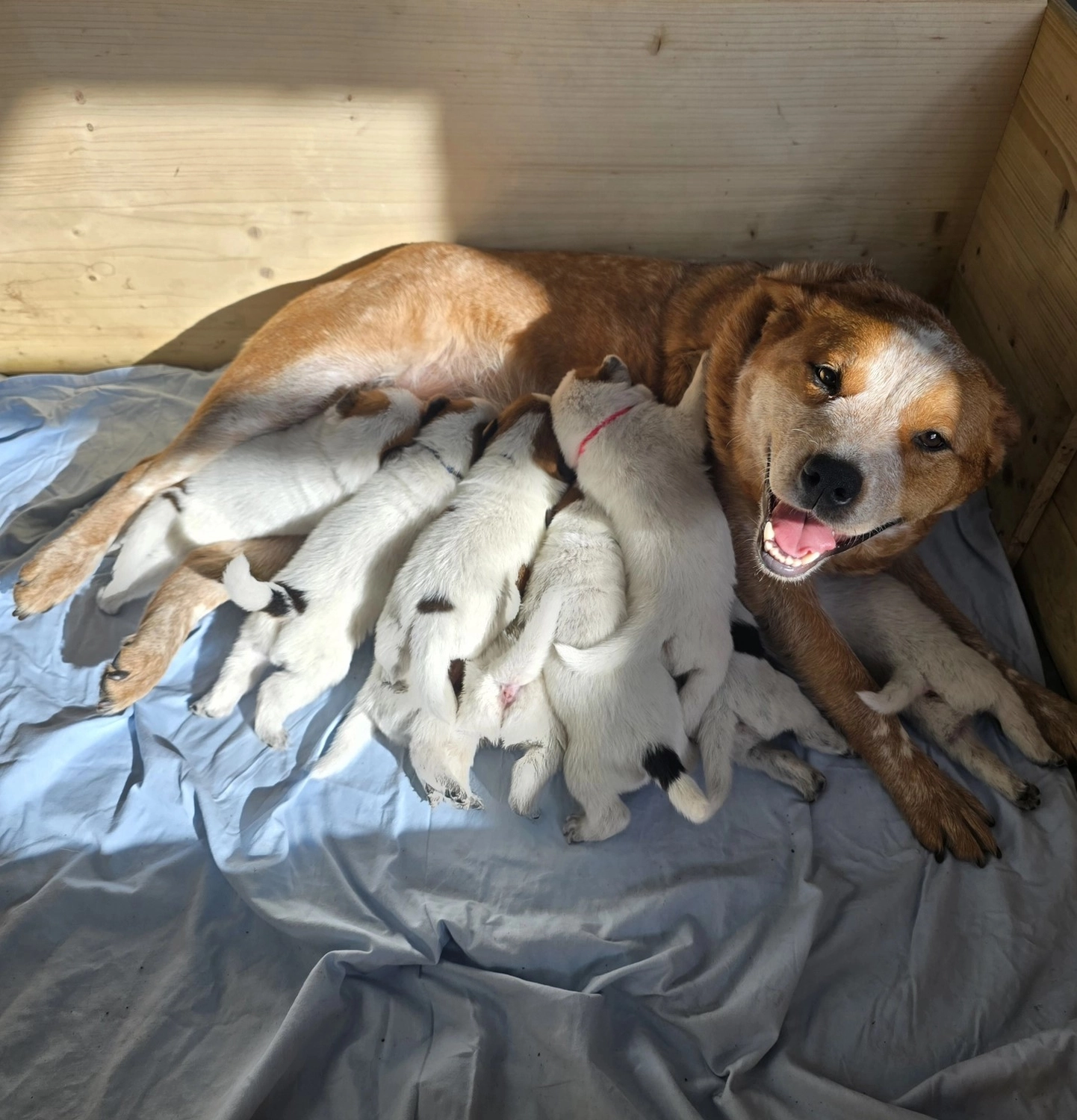 Malinois de la Frisone Liberte - Hundezucht - Josy Dog