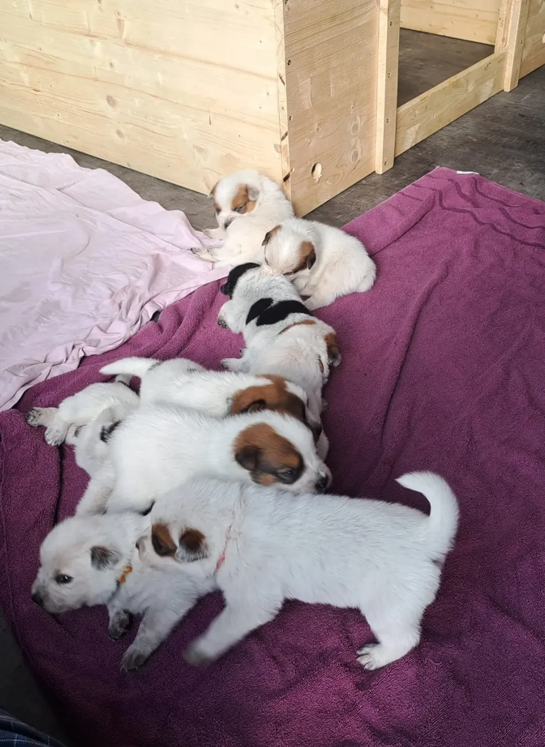 Malinois de la Frisone Liberte - Hundezucht - Welpen