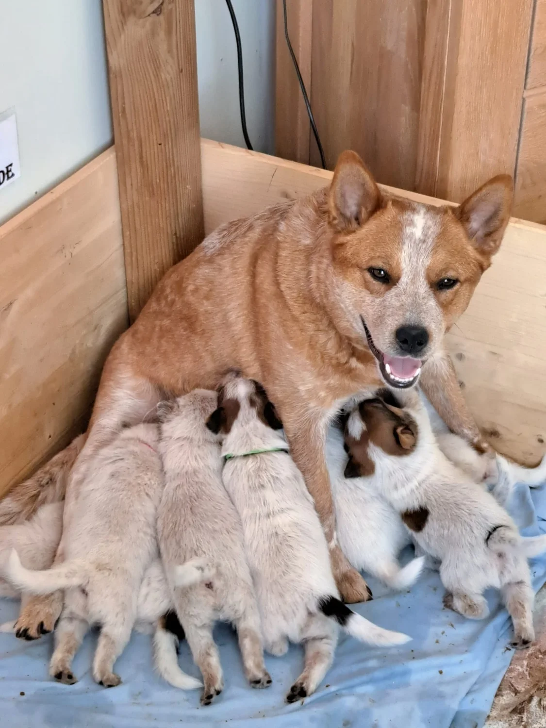 Malinois de la Frisone Liberte - Hundezucht - Welpen