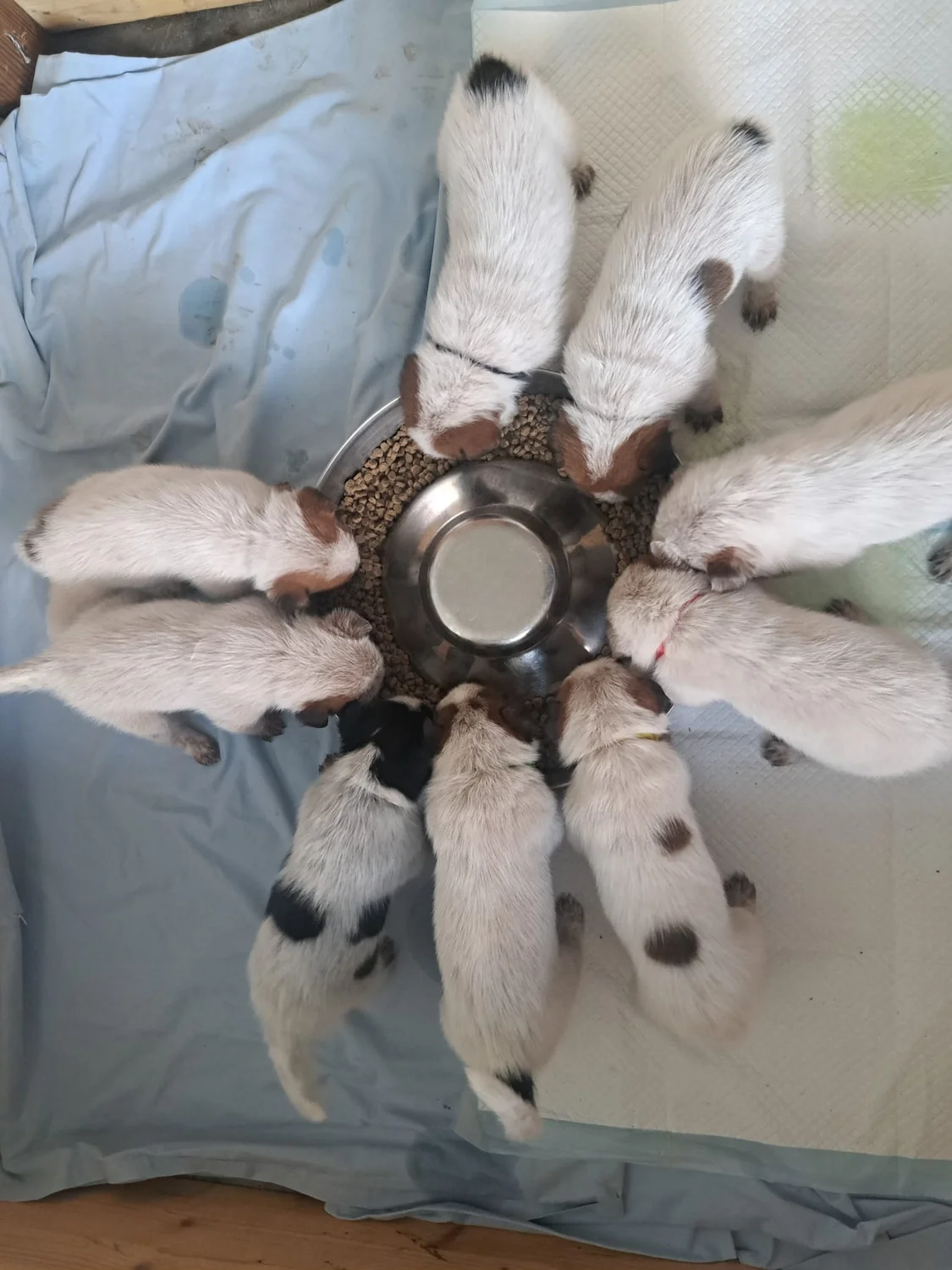 Malinois de la Frisone Liberte - Hundezucht - Welpen