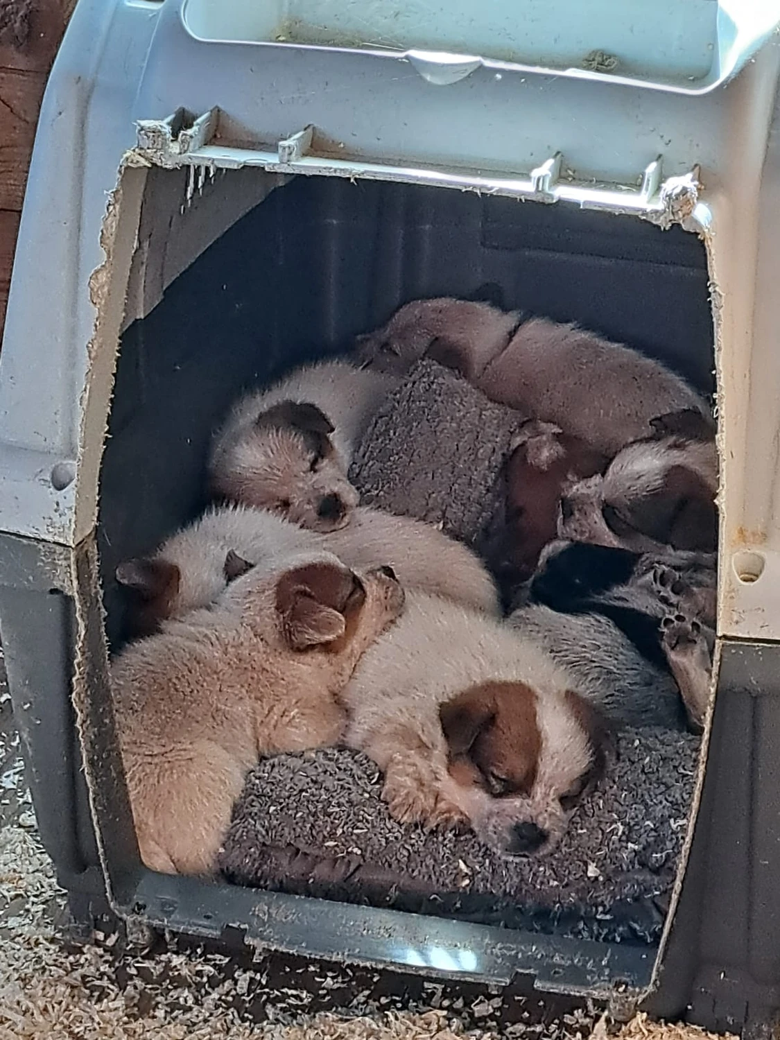 Malinois de la Frisone Liberte - Hundezucht - Welpen