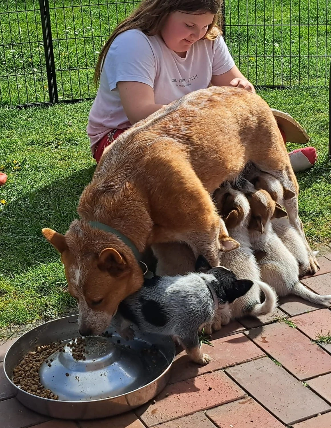 Malinois de la Frisone Liberte - Hundezucht - Welpen