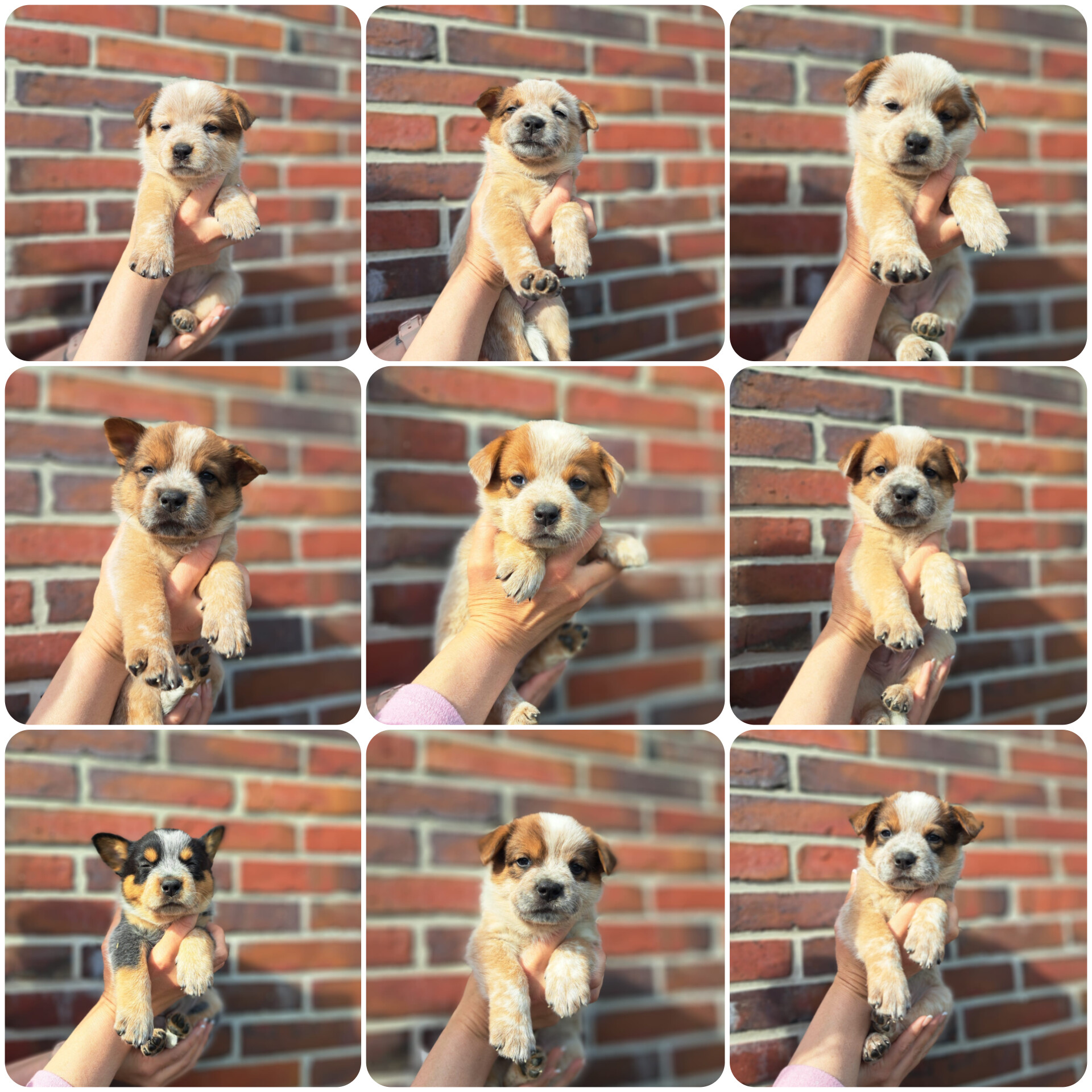 Malinois de la Frisone Liberte - Hundezucht - Welpen