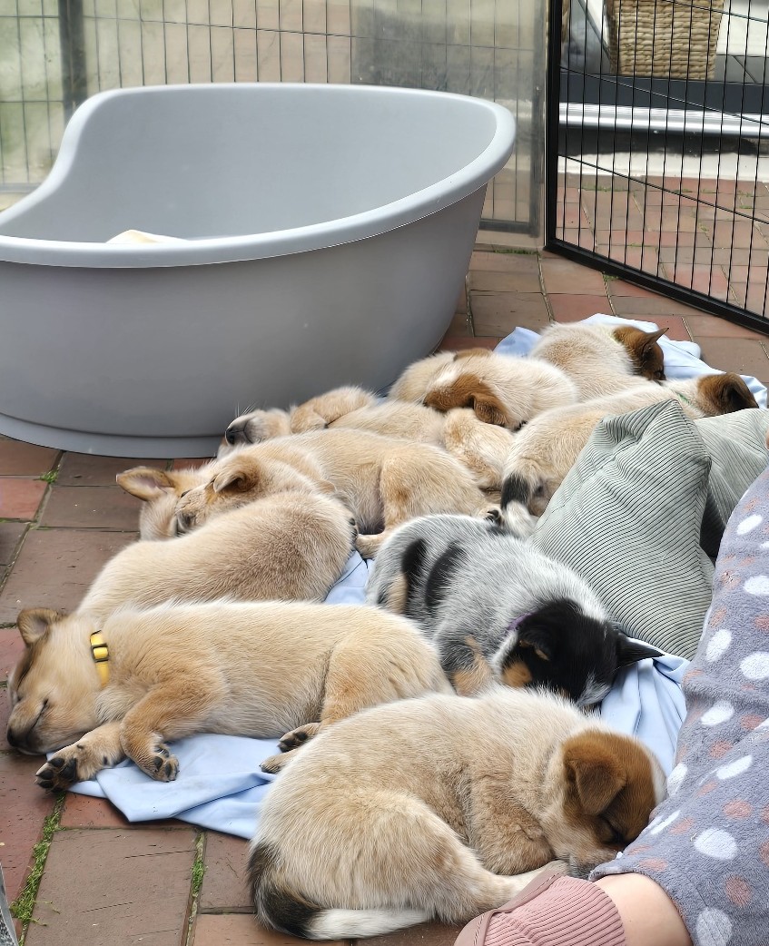 Malinois de la Frisone Liberte - Hundezucht - Welpen