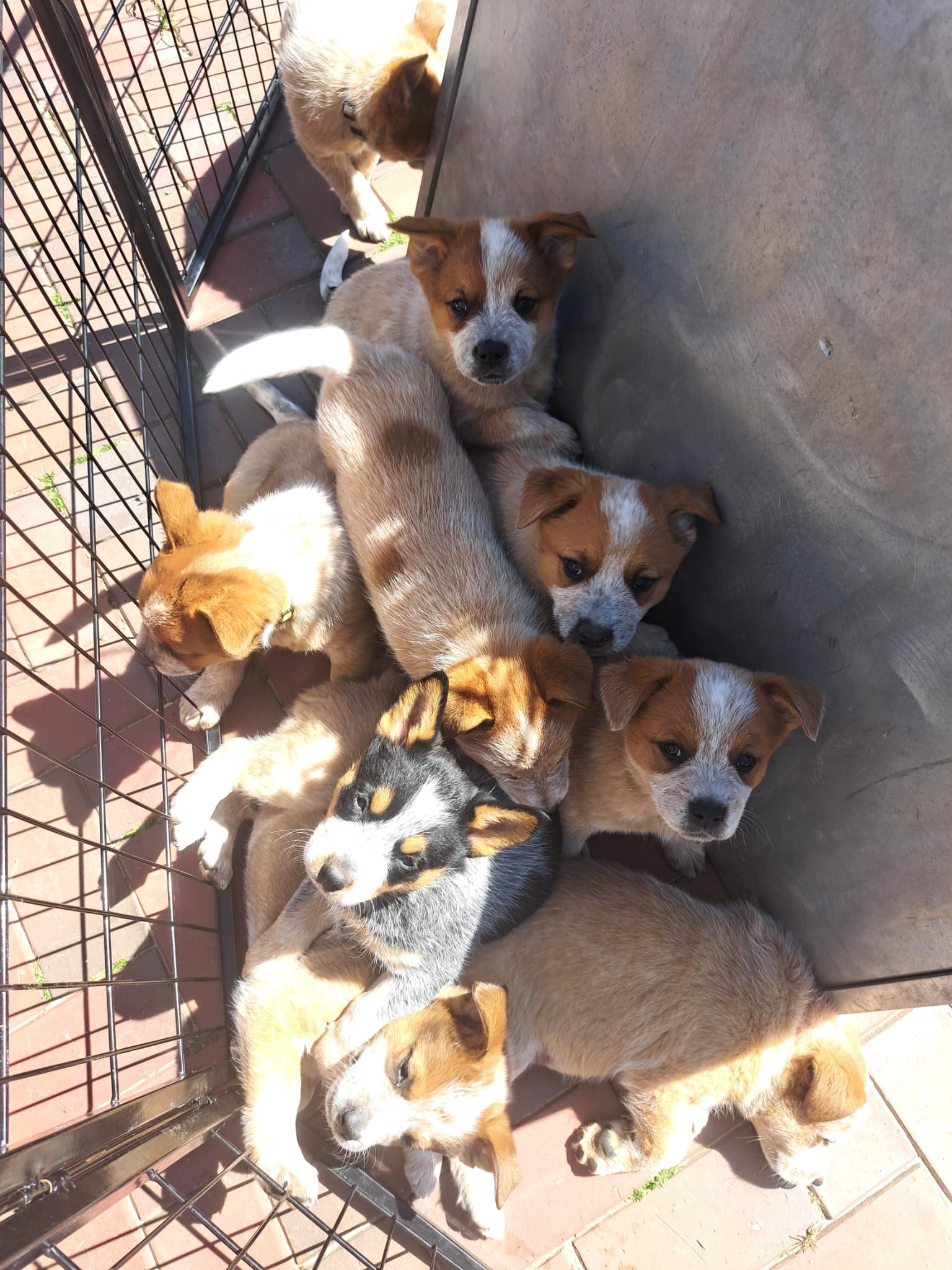 Malinois de la Frisone Liberte - Hundezucht - Welpen