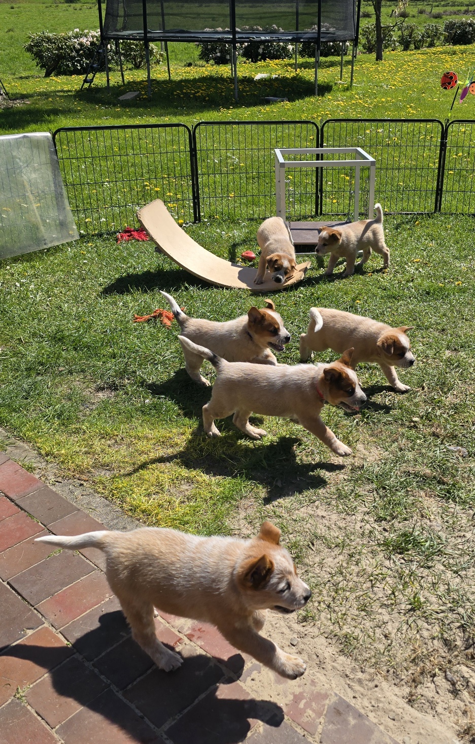 Malinois de la Frisone Liberte - Hundezucht - Welpen