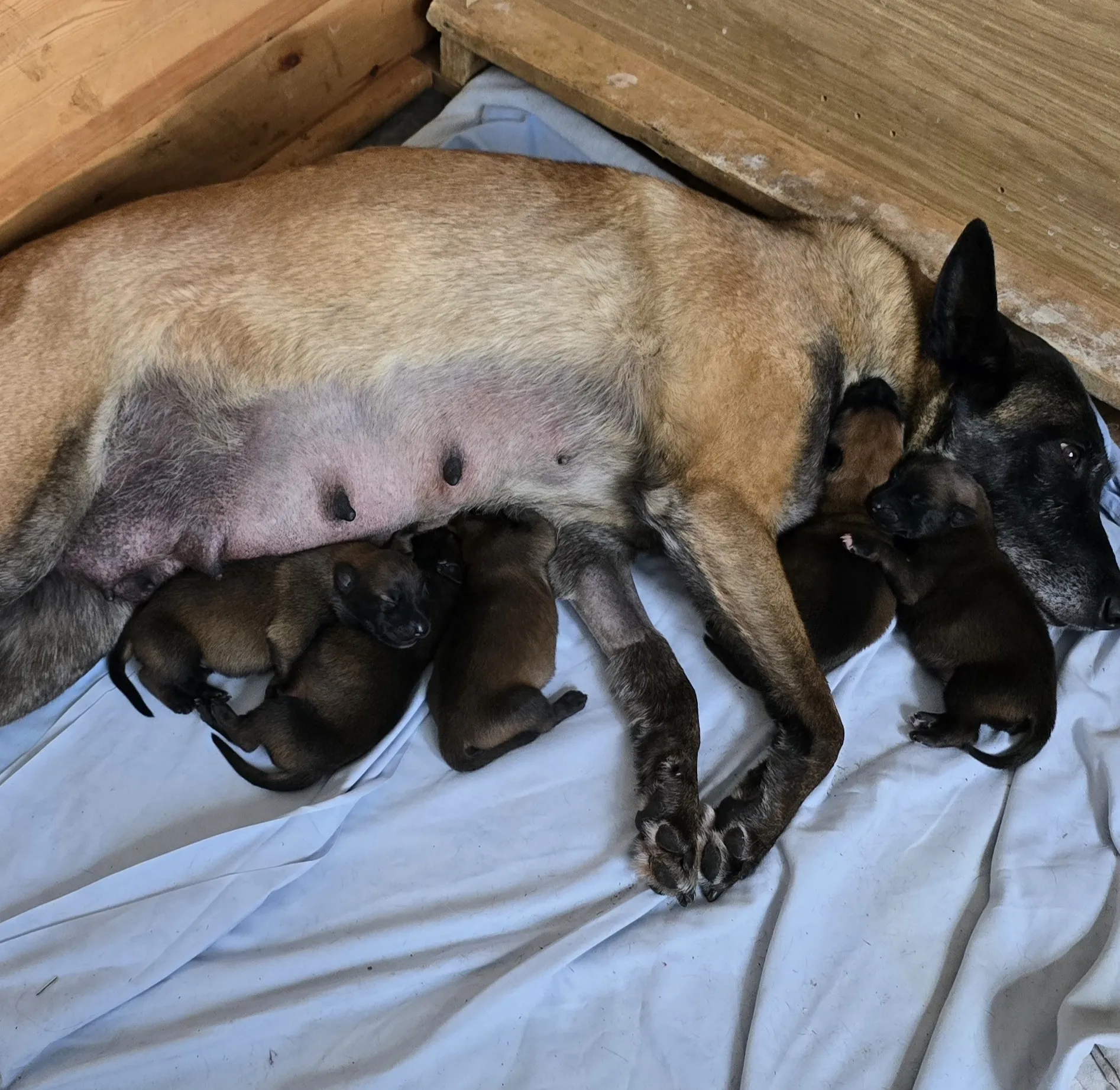 Malinois de la Frisone Liberte - Hundezucht - Welpen