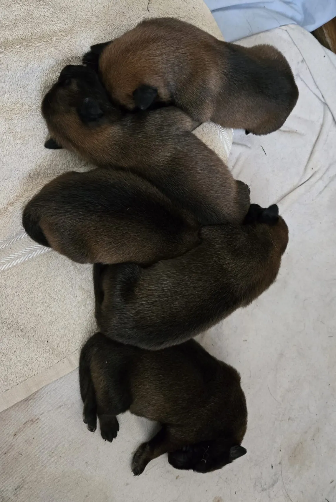 Malinois de la Frisone Liberte - Hundezucht - Welpen