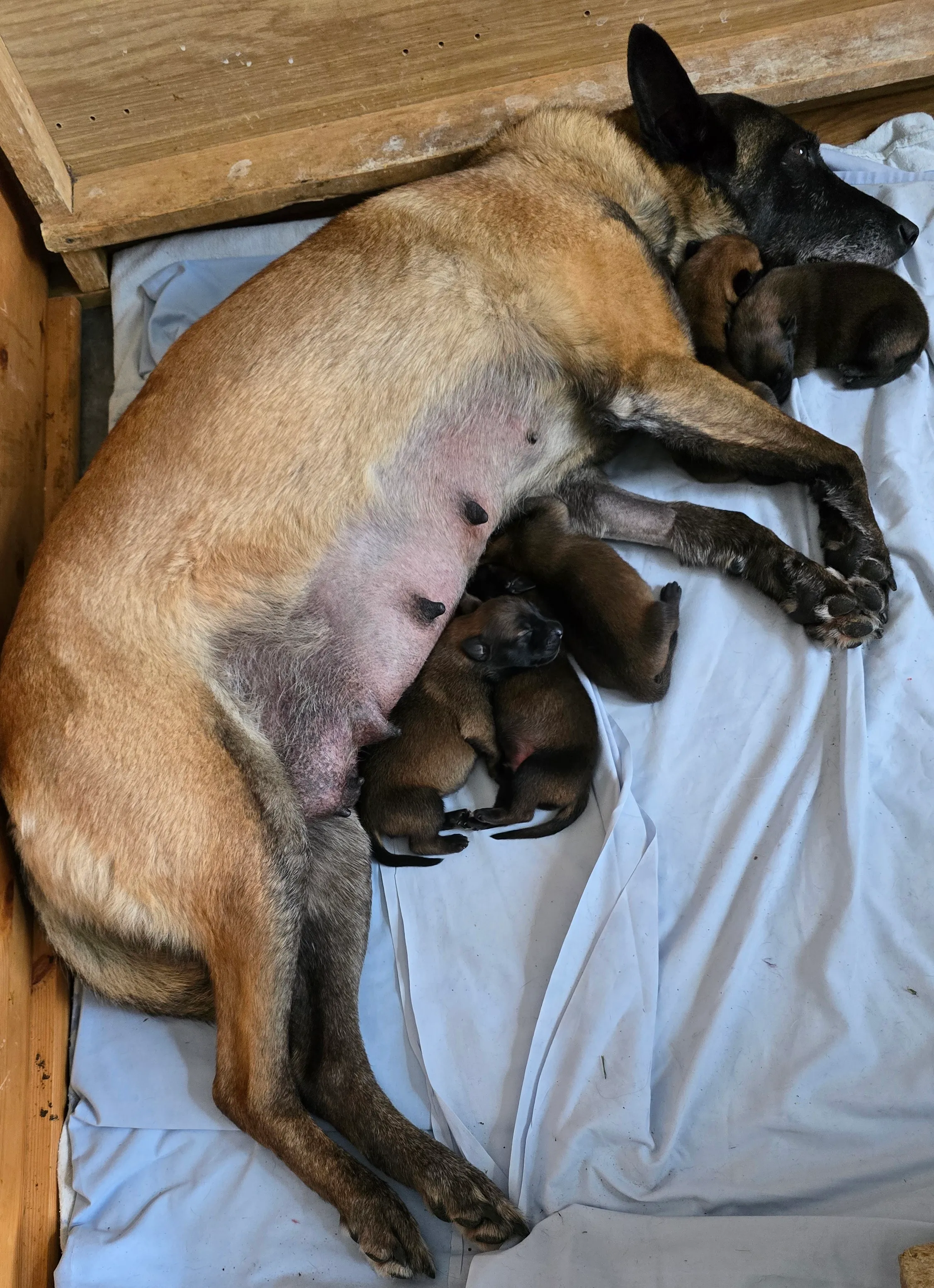 Malinois de la Frisone Liberte - Hundezucht - Welpen