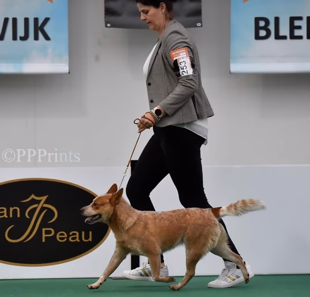 Malinois de la Frisone Liberte - Hundezucht - Hund spielt im Grünen
