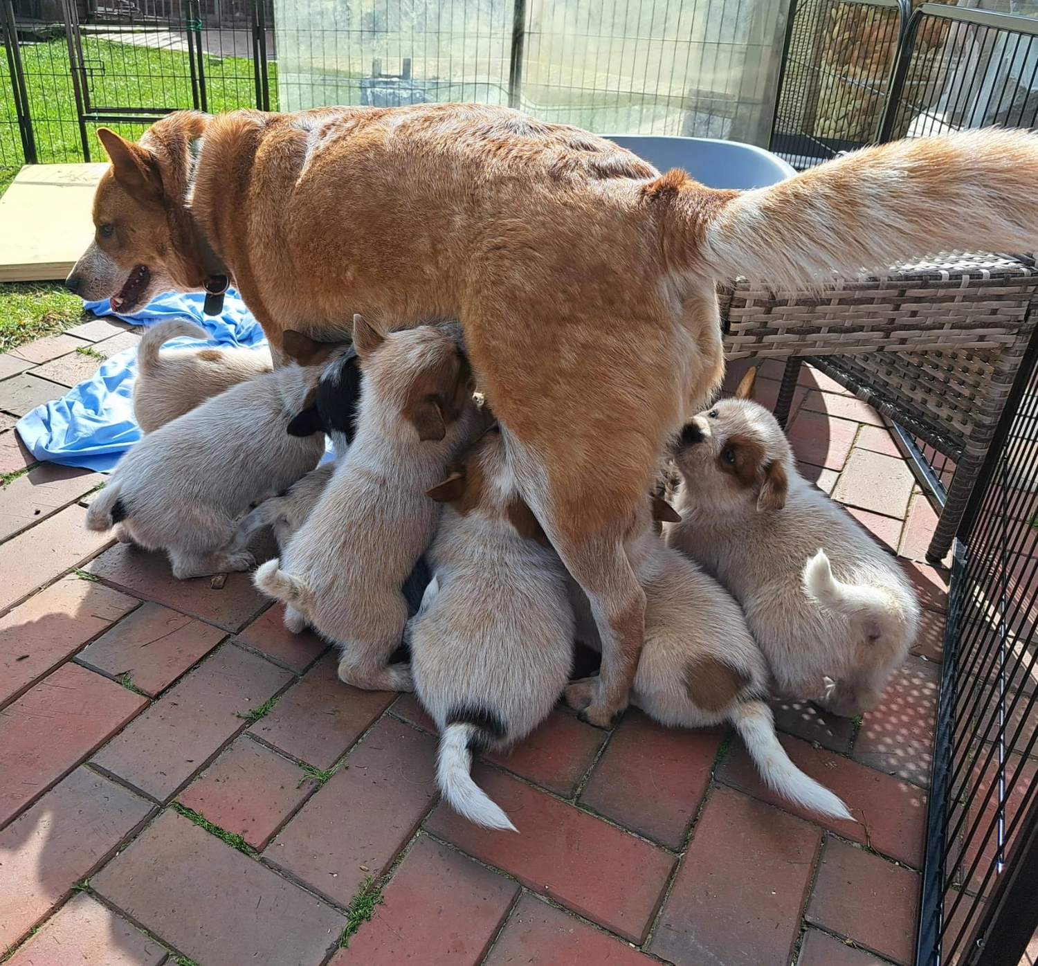 Malinois de la Frisone Liberte - Hundezucht - Welpen