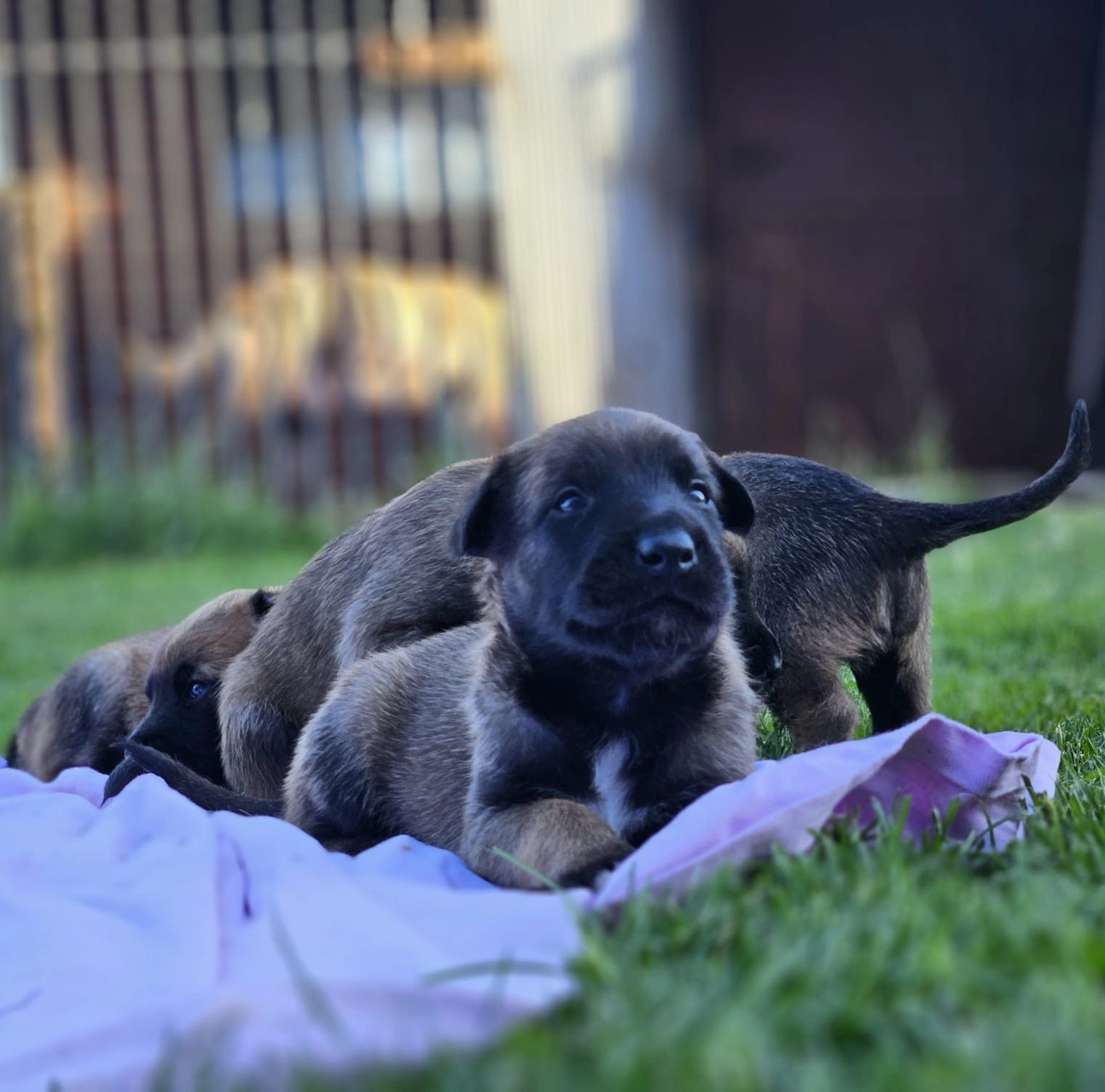 Malinois de la Frisone Liberte - Hundezucht - Welpen